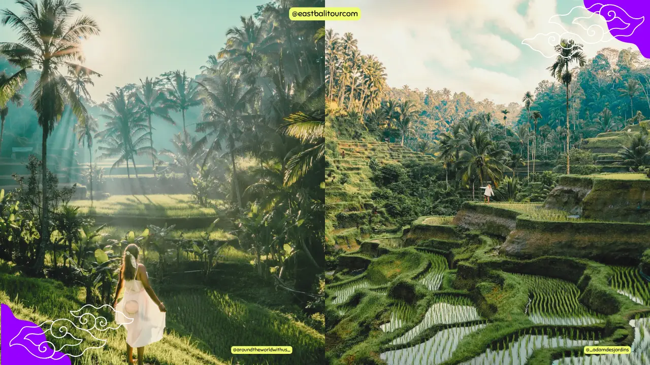 Tegallalang Rice Terrace Walkway – Famous Bali Attraction