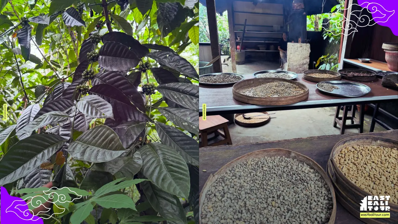 Bali coffee plantation tour with lush greenery, traditional roasting, and tasting of local blends.