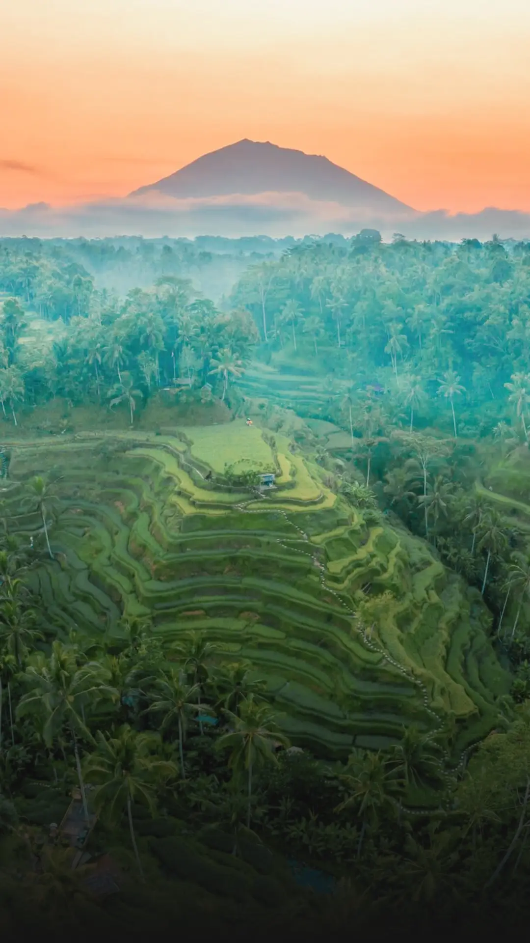Tegallalang Rice Terrace Bali scenic view