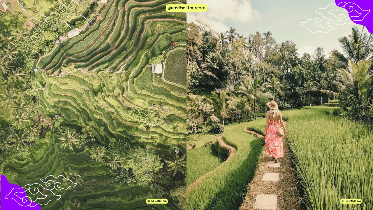 Terrazas de arroz de Tegallalang 7 Vista aérea de las terrazas de arroz de Tegallalang en Bali, Indonesia