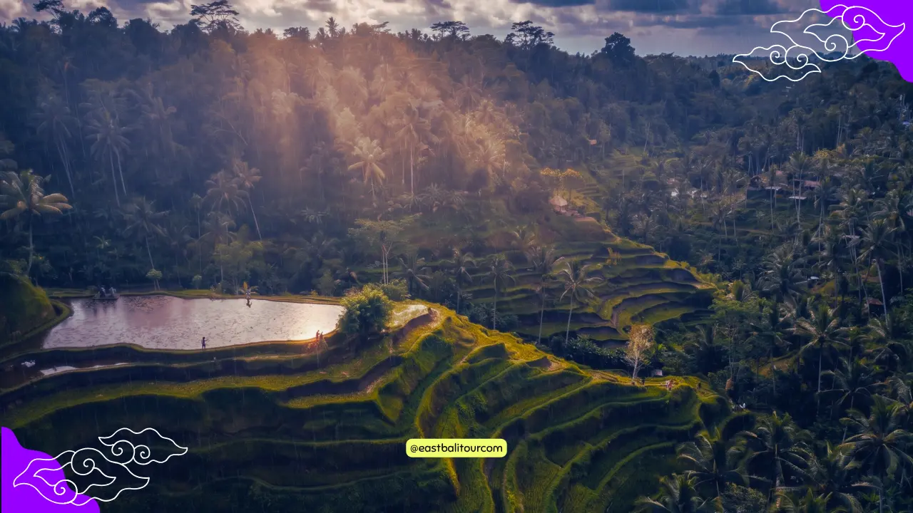 Ubud rice fields under clear Bali skies with sunshine highlighting tropical landscapes