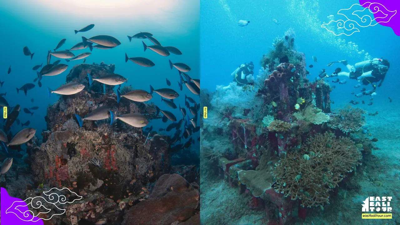 Amed snorkeling around the artificial Pyramids reef structures teeming with marine life in Bali