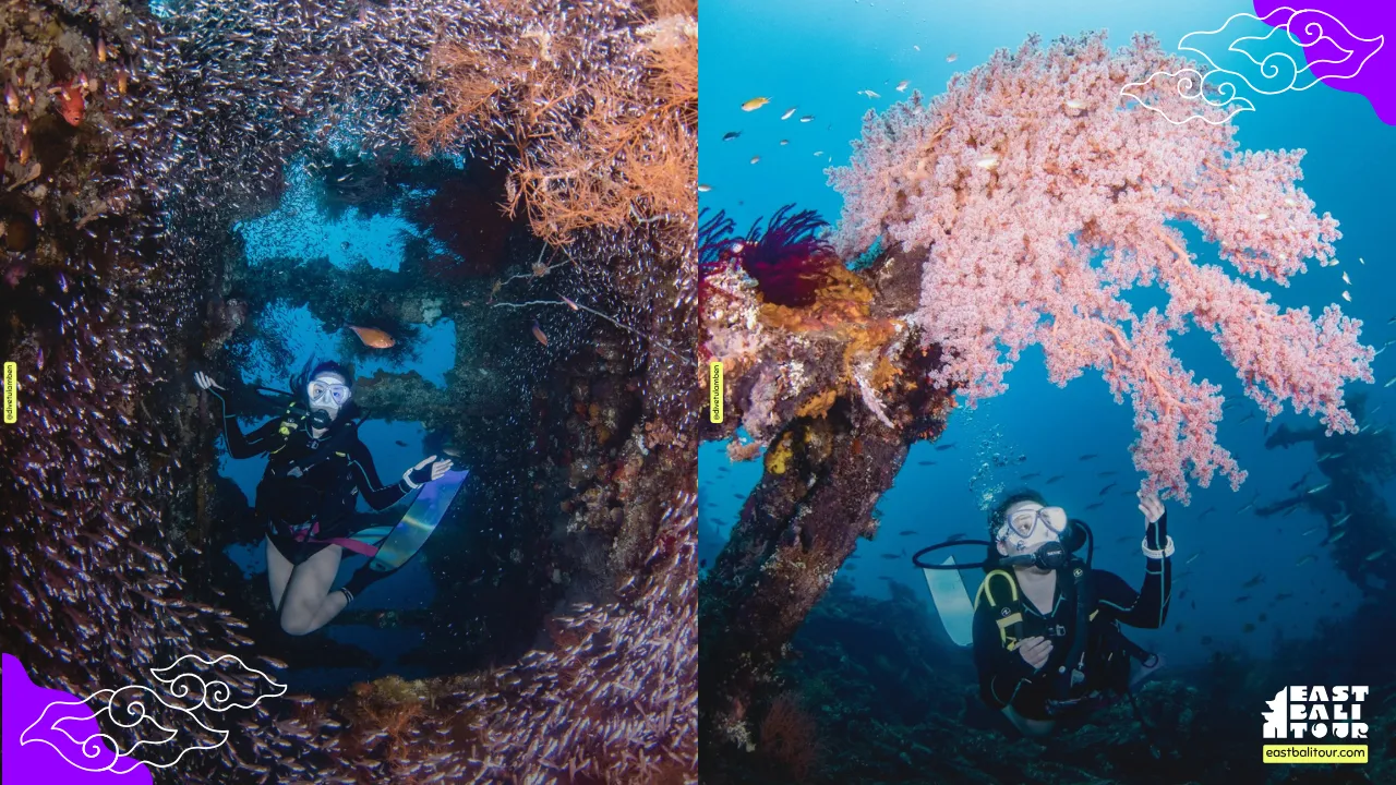 Amed snorkeling above the shallow Japanese Shipwreck coral garden teeming with tropical fish in Banyuning Bali